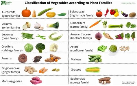 Characteristics Of Vegetables Botanical Online