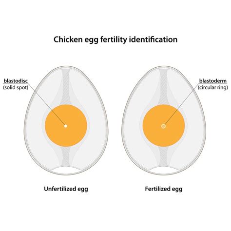 5 Ways Eggs Get Fertilized