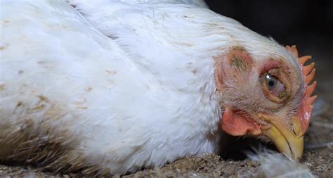 Chicken Health Problems Diarrhea