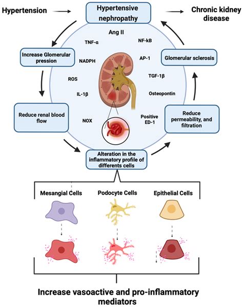 Chronic Renal Failure Pathology