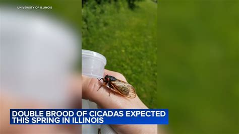 Cicada 2024 University Of Illinois Expert Shares New Detail