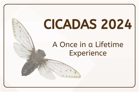 Cicadas 2024 A Once In A Lifetime Experience Serving Jo Daviess