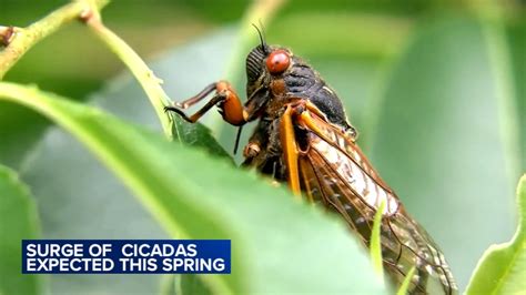 Cicadas in Illinois 2024