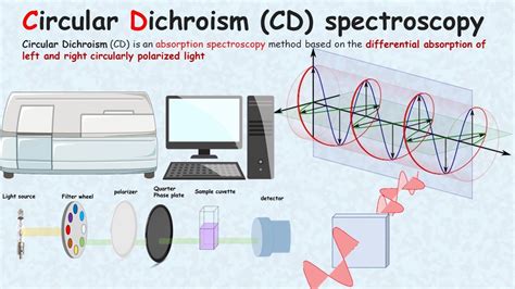 Circular Dichroism And Magnetic Circular Dichroism Spectroscopy For