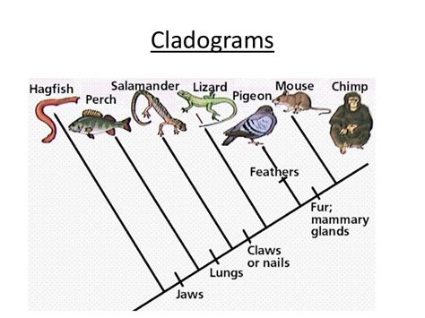 Cladogram Definition Features Examples In Phylogenetics