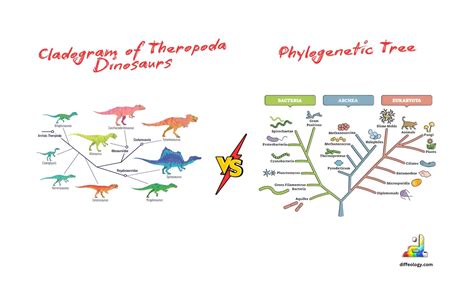 Cladograms Phylogenetic Trees Overview Differences Video