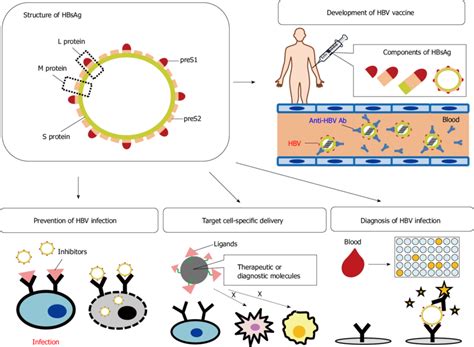 Clinicopathological Characteristics Of Hepatitis B Surface Antigen