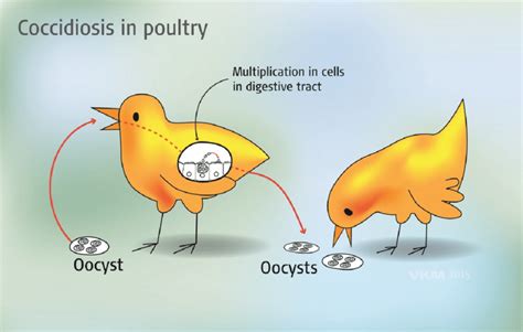Coccidia in Chickens Guide