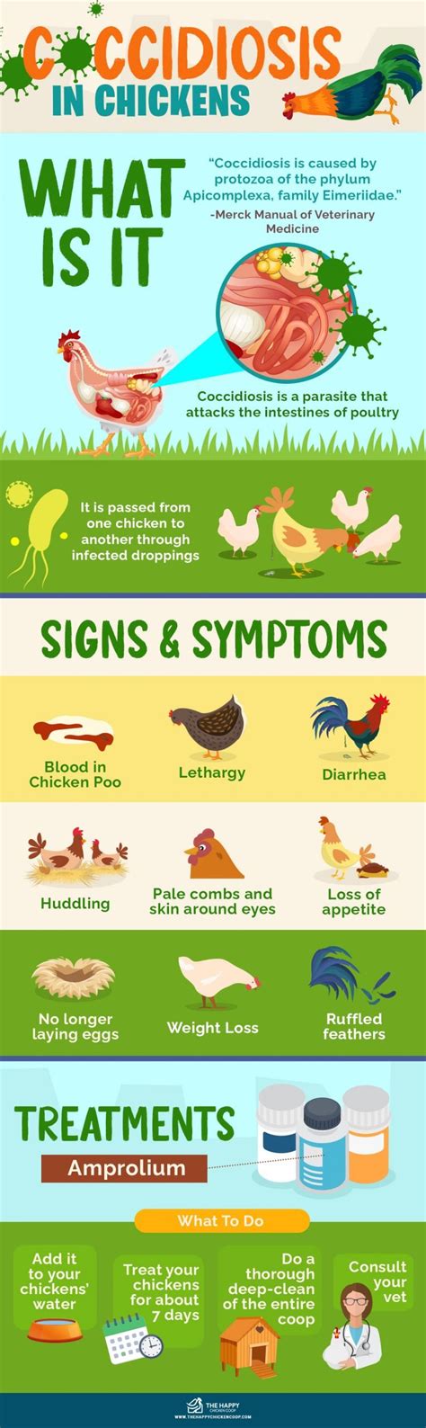 Coccidiosis In Chickens Cause Symptoms Treat And Prevention