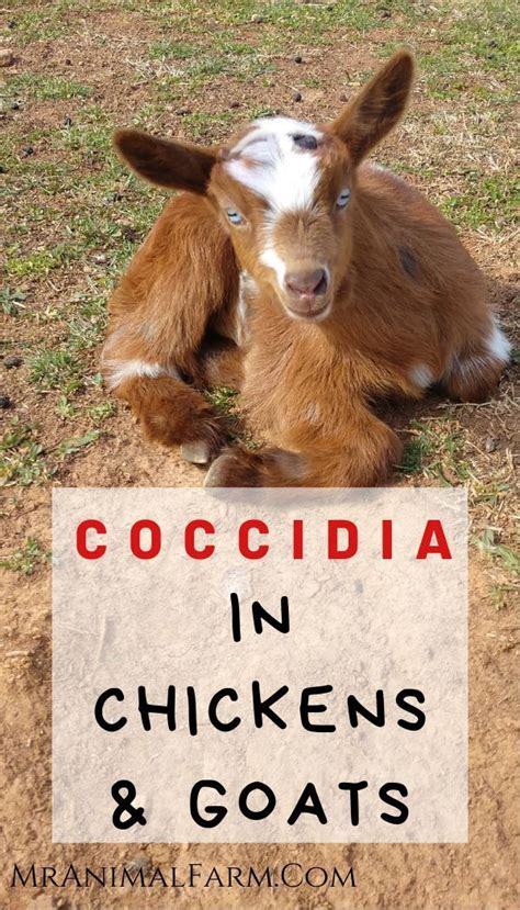 Coccidiosis In Chickens Goats A Health Guide Mranimal Farm