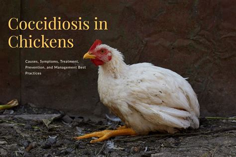 Coccidiosis in Chickens Guide