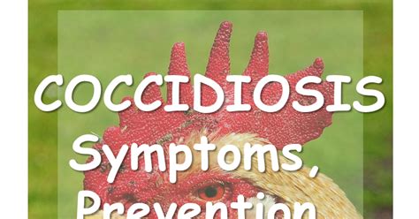 Coccidiosis Symptoms Prevention And Natural Cure