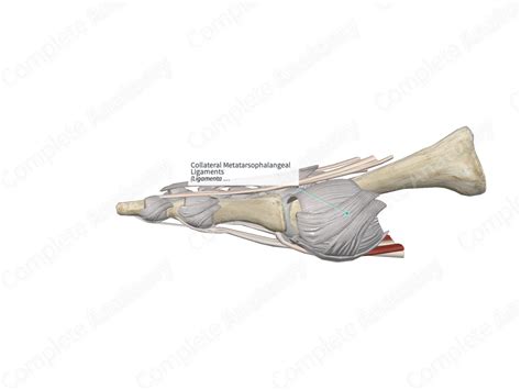 Collateral Metatarsophalangeal Ligaments Complete Anatomy