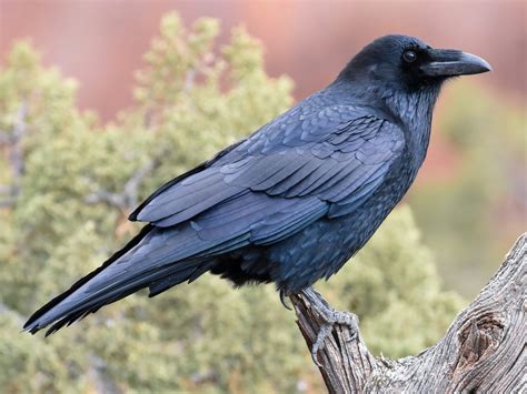 Common Raven Corvus Corax Black Bird Bioexplorer