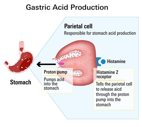 Comparing Famotidine Pepcid And Omeprazole Prilosec For Heartburn