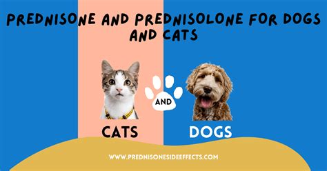 Comparing Prednisone Vs Prednisolone For Cats Dogs