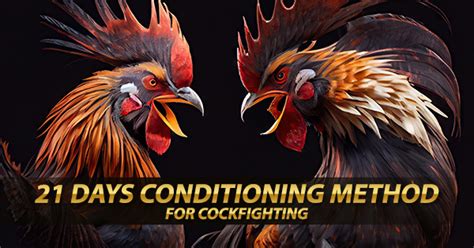 Conditioning Cockfighting
