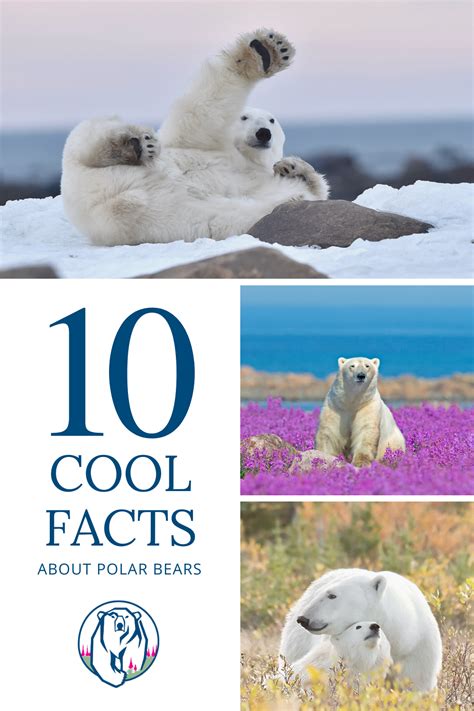 Cool Fun Facts About Polar Bears At Virginia Ertel Blog
