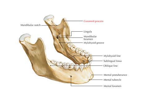 Coronoid Process Earth S Lab
