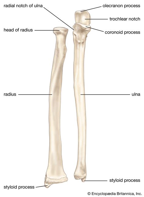 Coronoid Process Of Ulna Braxtonewabaldwin