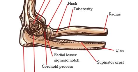 Coronoid Process Of Ulna It S Anatomy And Function