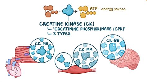 Creatine Kinase