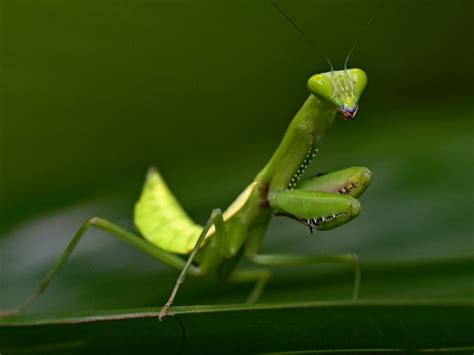 Creature Feature Praying Mantis Is Perfectly Designed For Hunting Prey