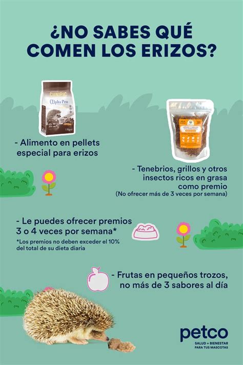 Cu Les Son Los Cuidados De Un Erizo C Mo Mascota Vmascotas Com