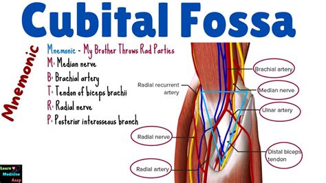 Cubital Fossa Contents Anatomy Concise Medical Knowledge