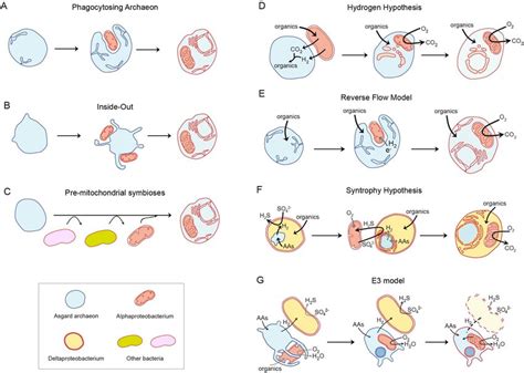 Current Models Of Eukaryogenesis Based On The Symbiotic Merging Of Download Scientific Diagram