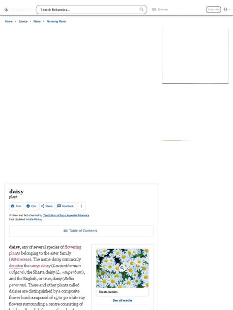 Daisy Description Types Examples Facts Britannica