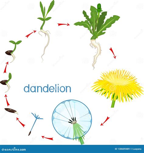 5 Stages Dandelion Growth