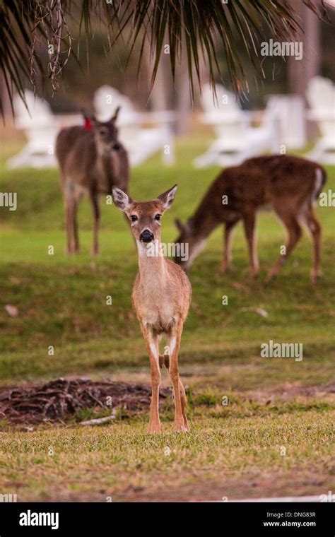 Deer Gather Along The Ocean Creek Golf Course On Fripp Island Sc Stock