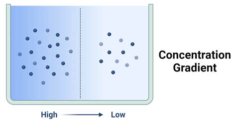 5 Ways Define Concentration Gradient