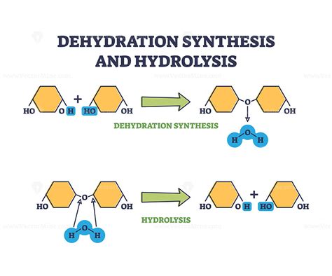 Dehydration Synthesis Definition
