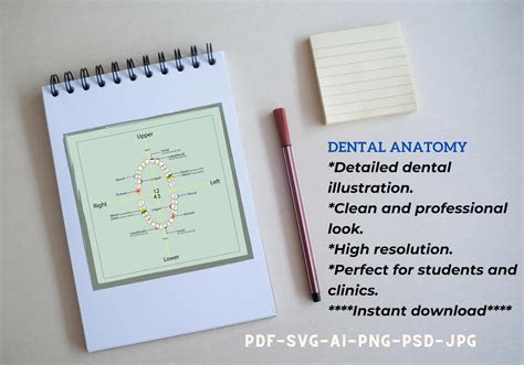 Dental Charting Guide Teeth Parts Guide Charting Dental Student