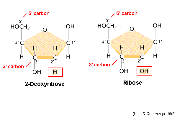 Deoxyribose Sugar Explained