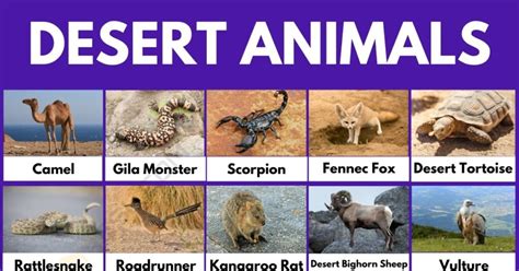 Desert Animals 51 Common Animals That Live In The Desert 7Esl