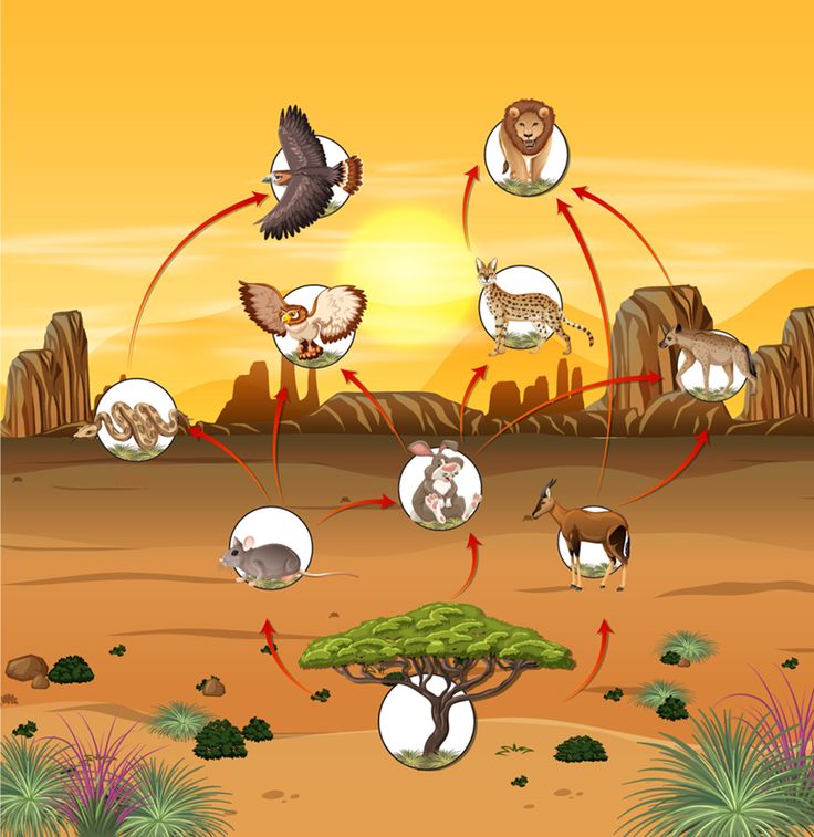Desert Food Chain Explained