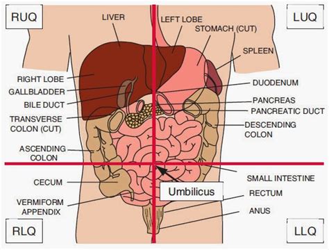 Diagram Abdominal Quadrants And Organs Diagram Wiringschema Com