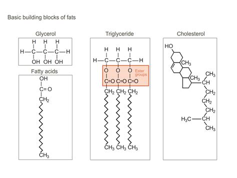 Diagram Diagram Of Monomer For Lipids Wiringschema Com