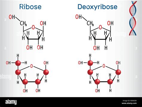 Diagram Diagram Of Ribose Deoxy Mydiagram Online