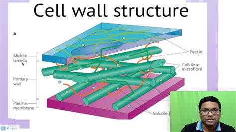 Diagram Printable Cell Wall Diagram Mydiagram Online
