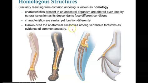 Difference Between Vestigial And Homologous Structures Diagr