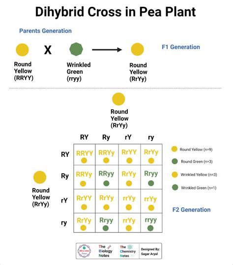 Dihybrid Cross Definition Steps And Process With Examples