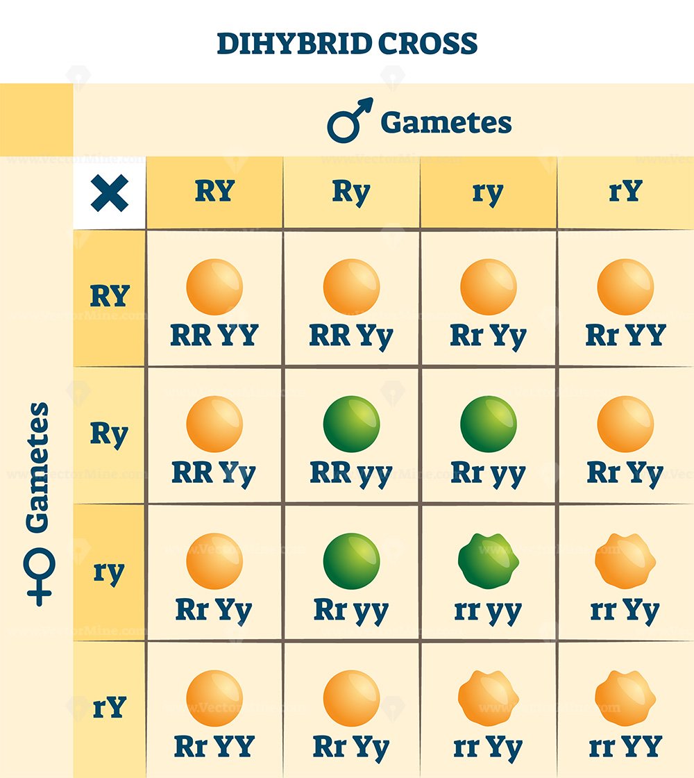 Dihybrid Cross Vector Illustration Labeled Educational Genetic Table