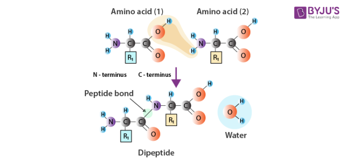 Dipeptide Dehydration Synthesis