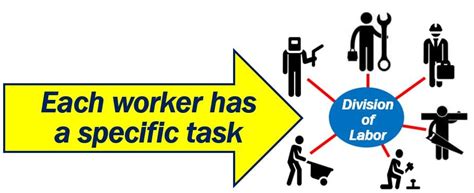 5 Ways Division Labor Works