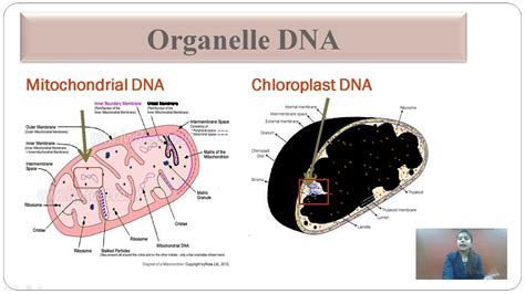 5 Organelles With DNA