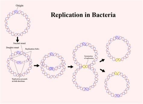 Dna Replication In Bacteria Occurs A Within Nucleolus B Prior To
